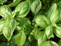 Basil - Genoveser