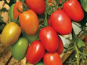 Granadero  F1 Roma Tomato (Untreated)