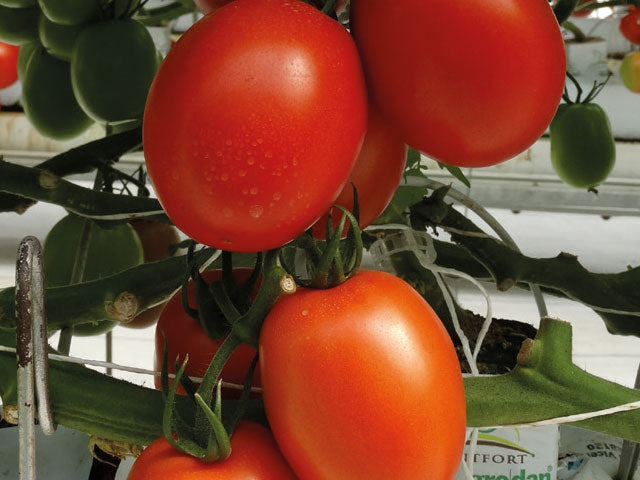 Granadero  F1 Roma Tomato (Untreated)