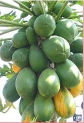 Papaya Improved Red Maradol