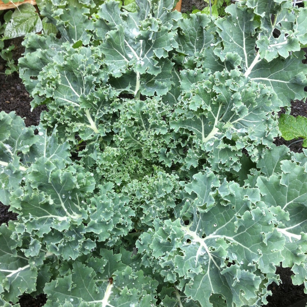 Kale - Vates