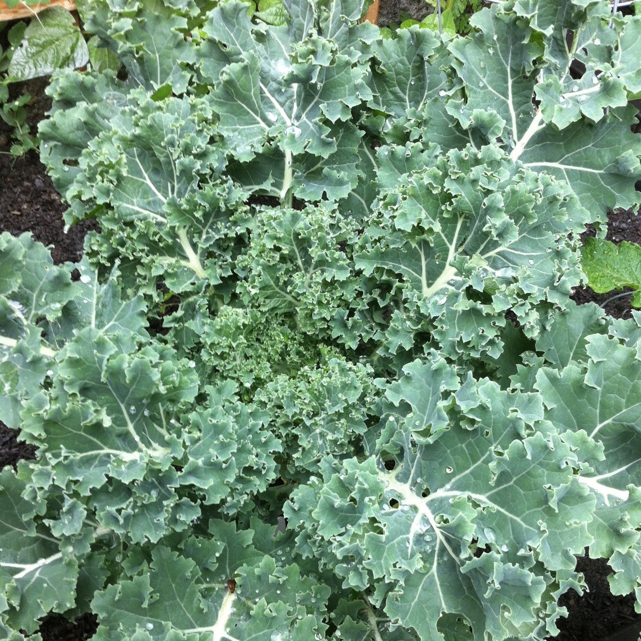 Kale - Vates
