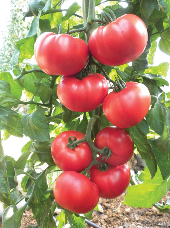 Tanager F1 Beefsteak Tomato
