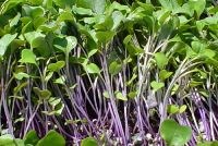 Kohlrabi - Purple Vienna