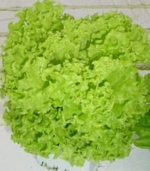 Lettuce Locarno