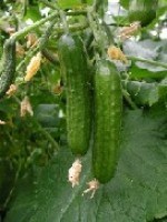 Mini Cucumber Varieties | Paramount Seeds – Paramount Seeds Inc