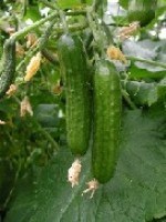 Cucumber Manar