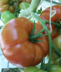 Tomato Marguerite
