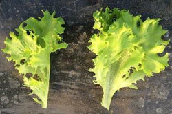 Multigreen 101 F1  Multileaf Lettuce, pelleted seed