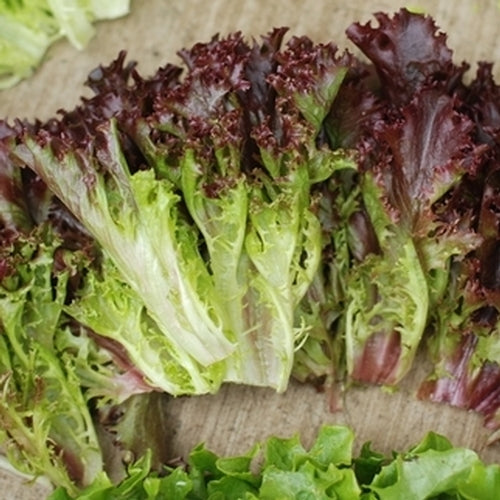 Multired 5 F1 Multileaf Lettuce, pelleted seed | Paramount Seeds Inc