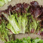Lettuce Multired 5