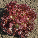 Lettuce Multired 5