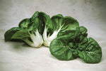 Cabbage Pak Choi