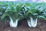 Cabbage Pak Choi