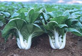 Cabbage Pak Choi