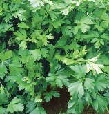 Parsley - Italian Giant