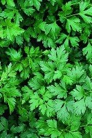 Parsley - Plain Leaf