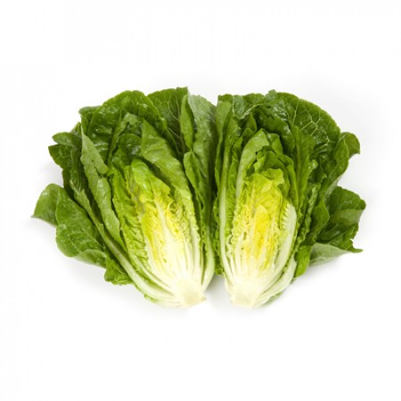 Rafael F1 (41-116) Romaine Lettuce, pelleted seed