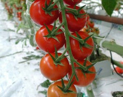 Tomato Red Delight