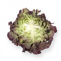 Rouxai Oakleaf Lettuce, pelleted seed