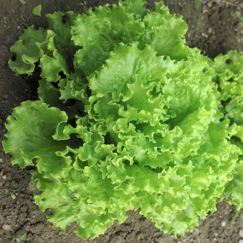 Salad Bowl Lettuce (Green)