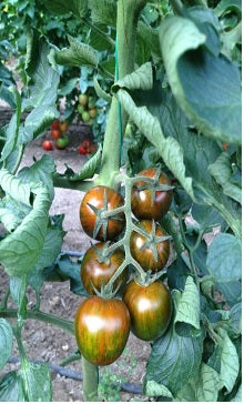 tiger lily tomatoes Tiger F1 Striped Cocktail Tomato – Paramount Seeds Inc