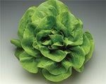 Lettuce Flandria