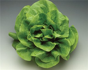 Lettuce Flandria